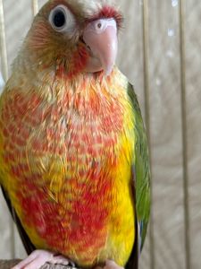 Яскравий та гарний папуга піррура Ананас