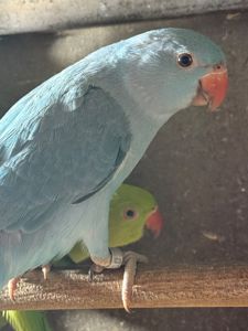 Гарні малюки ожерелового папуги блакитні