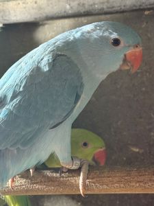 Гарні малюки ожерелового папуги блакитні