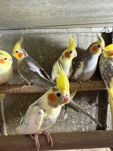 Корелла молоді папуги пташенята