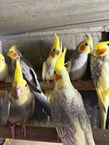 Корелла молоді папуги пташенята