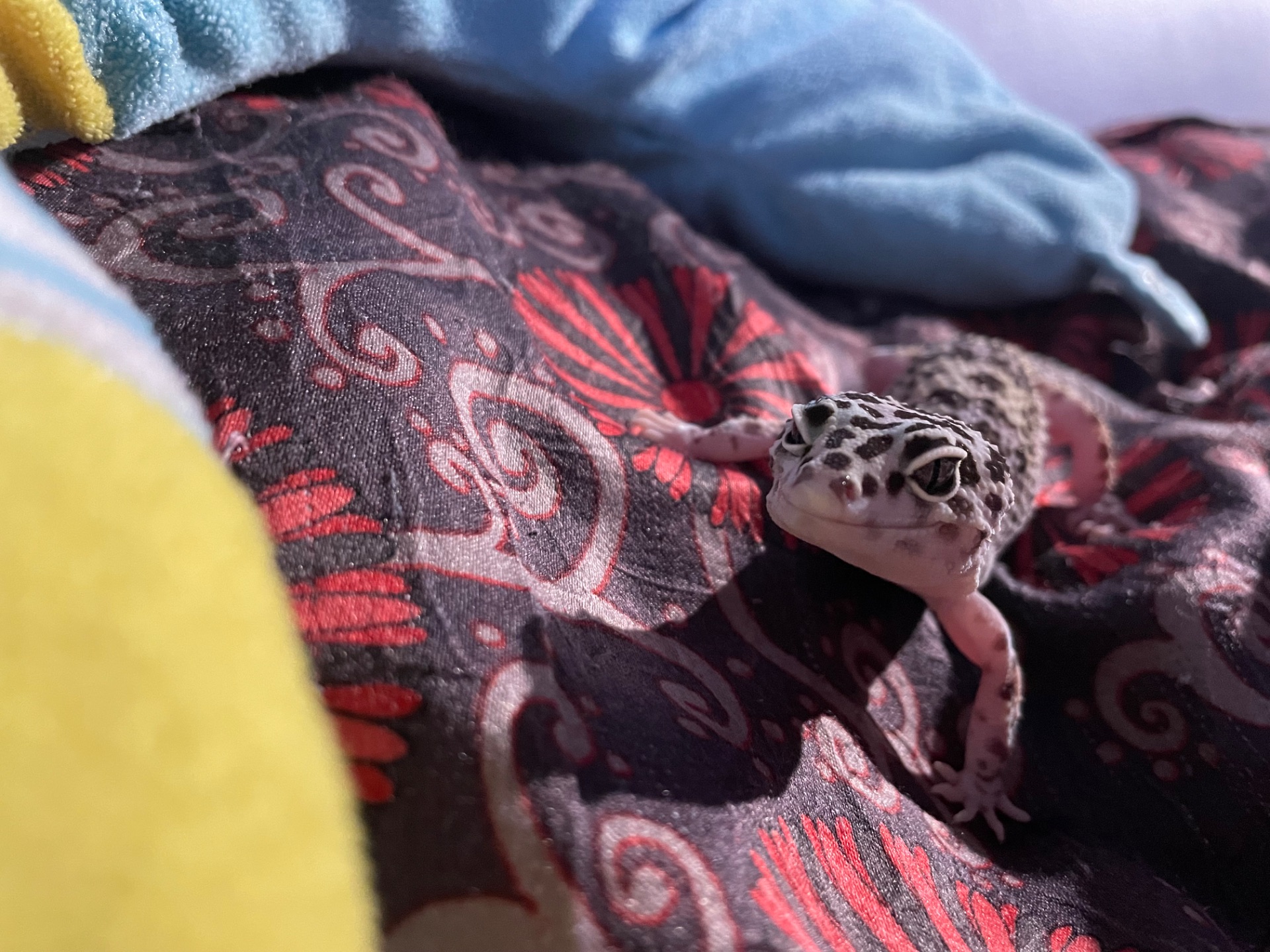 Эублефар с террариумом