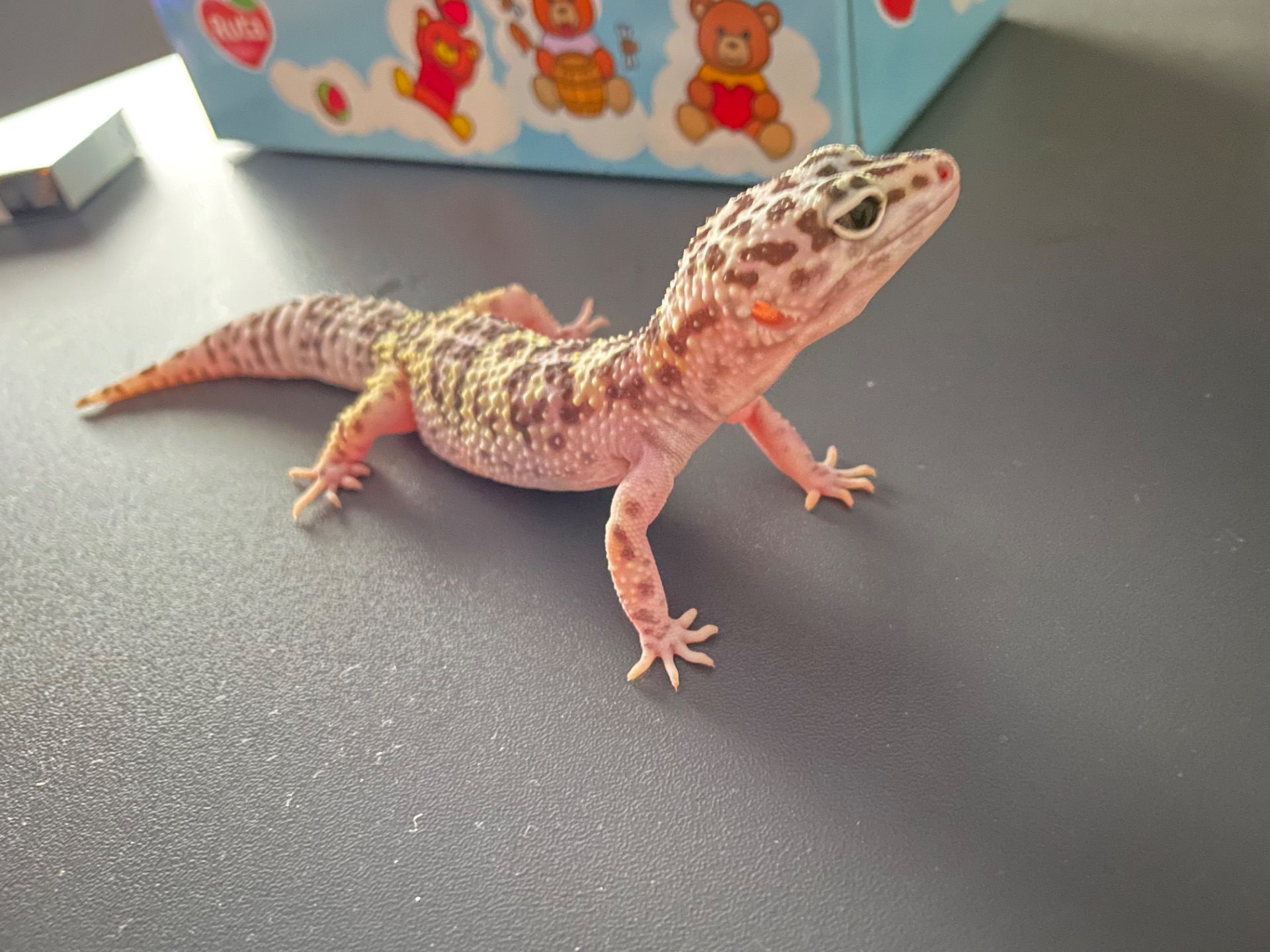 Эублефар с террариумом