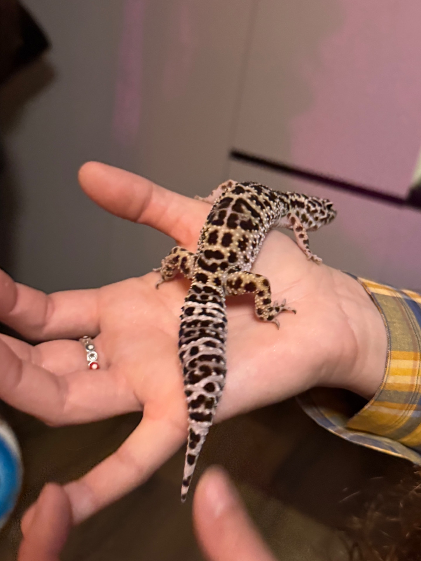 Эублефар с террариумом