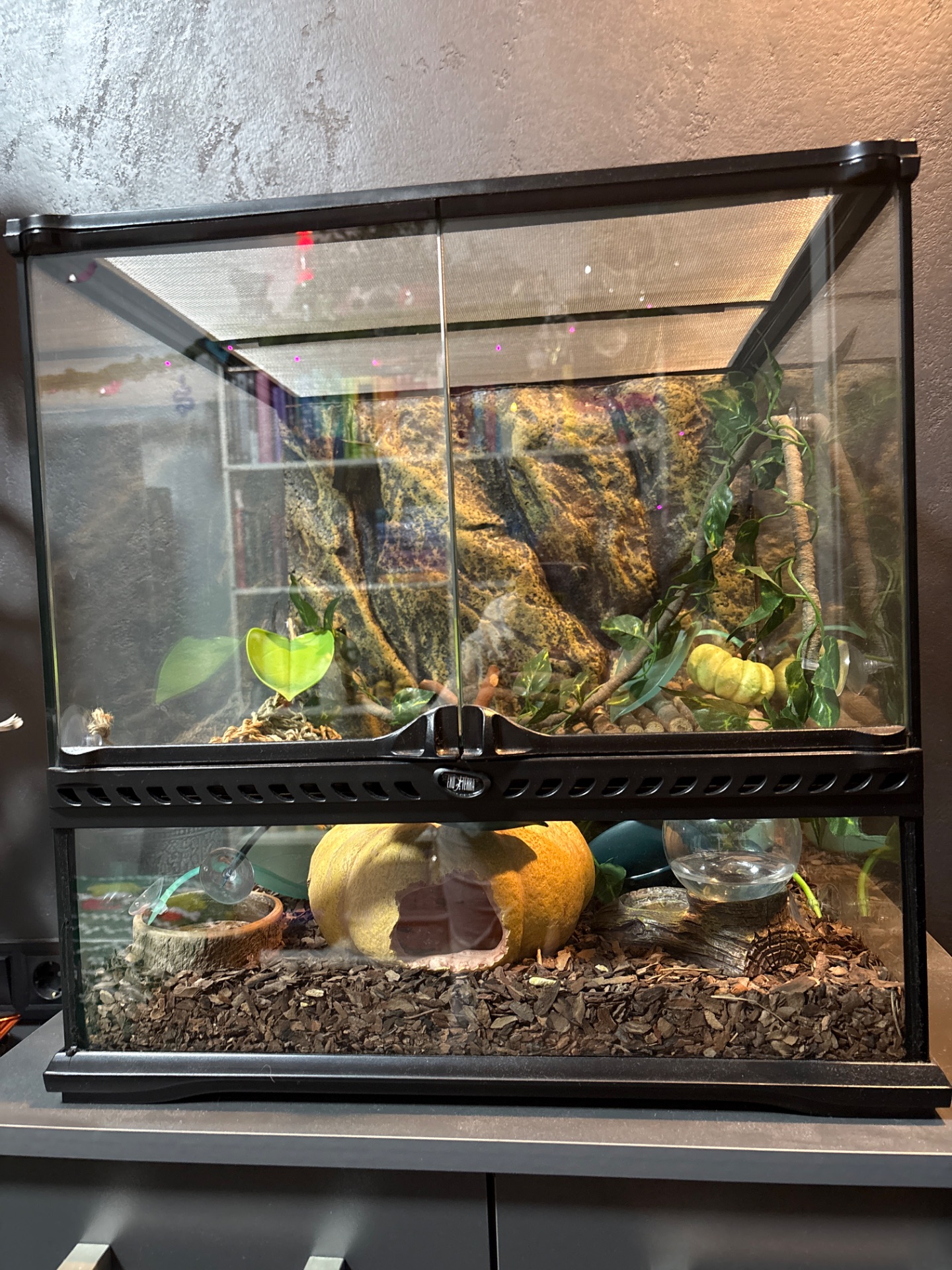 Эублефар с террариумом