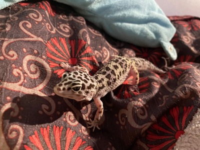 Эублефар с террариумом