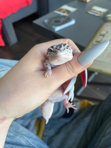 Эублефар с террариумом