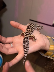 Эублефар с террариумом