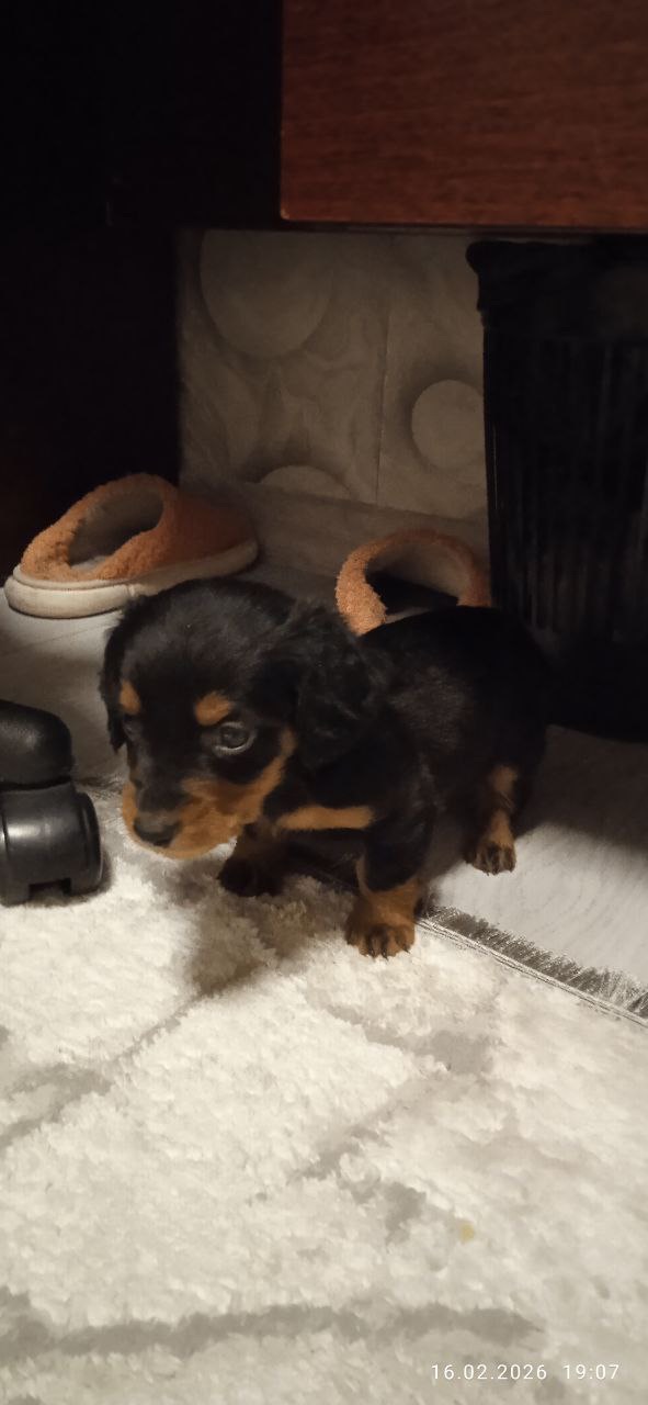 🎄🐶 Цуценята такси, дівчатка — народилися на Новий рік! (3 дівчинки)