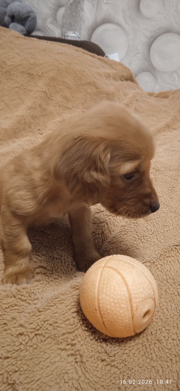 🎄🐶 Цуценята такси, дівчатка — народилися на Новий рік! (3 дівчинки)