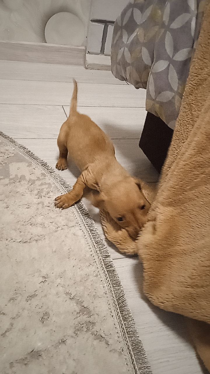 🎄🐶 Цуценята такси, дівчатка — народилися на Новий рік! (3 дівчинки)