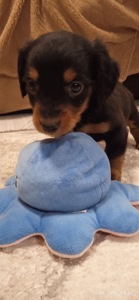 🎄🐶 Цуценята такси, дівчатка — народилися на Новий рік! (3 дівчинки)