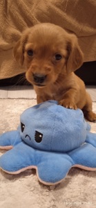 🎄🐶 Цуценята такси, дівчатка — народилися на Новий рік! (3 дівчинки)