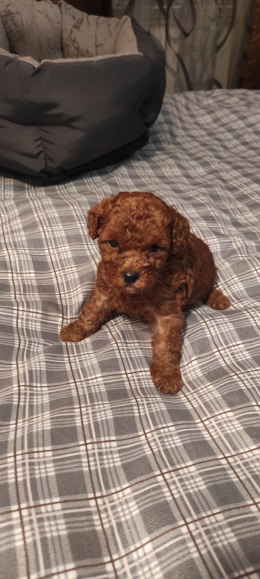 Той Пудель Ред Браун з документами клубу