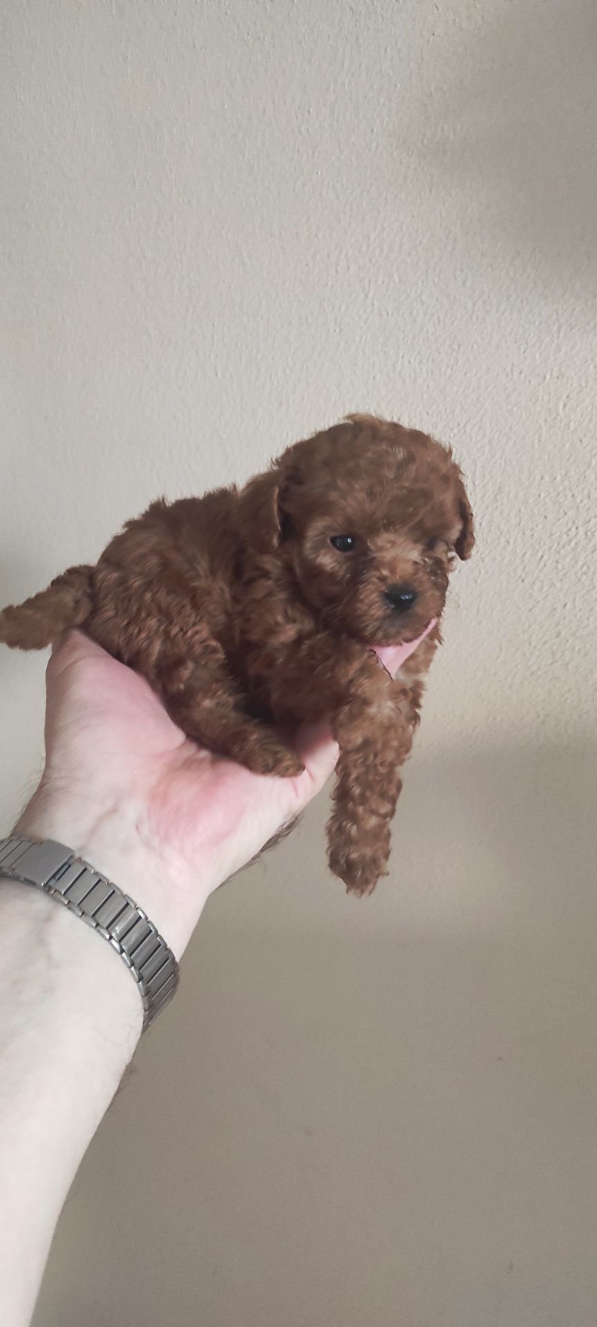 Той Пудель Ред Браун з документами клубу