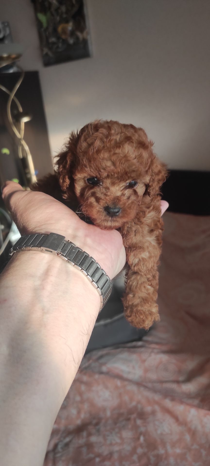 Той Пудель Ред Браун з документами клубу