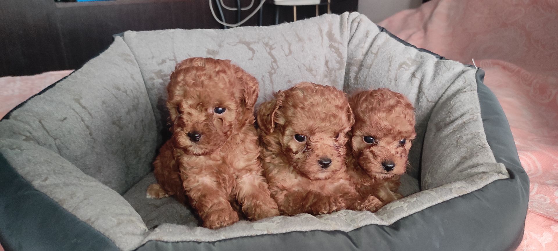 Той Пудель Ред Браун з документами клубу