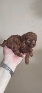 Той Пудель Ред Браун з документами клубу