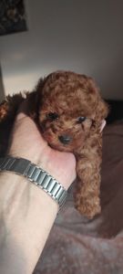 Той Пудель Ред Браун з документами клубу