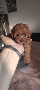 Той Пудель Ред Браун з документами клубу