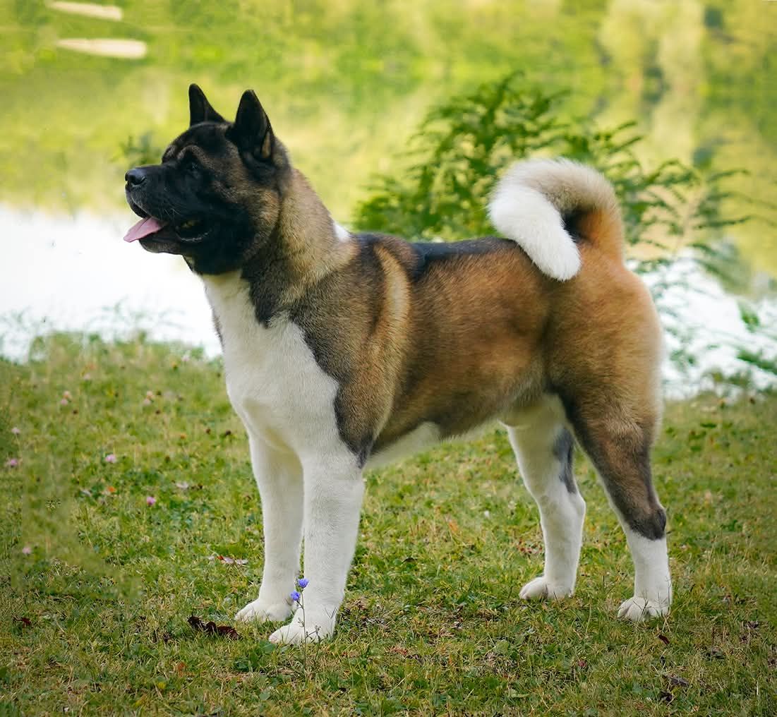 Щенки Американской Акиты