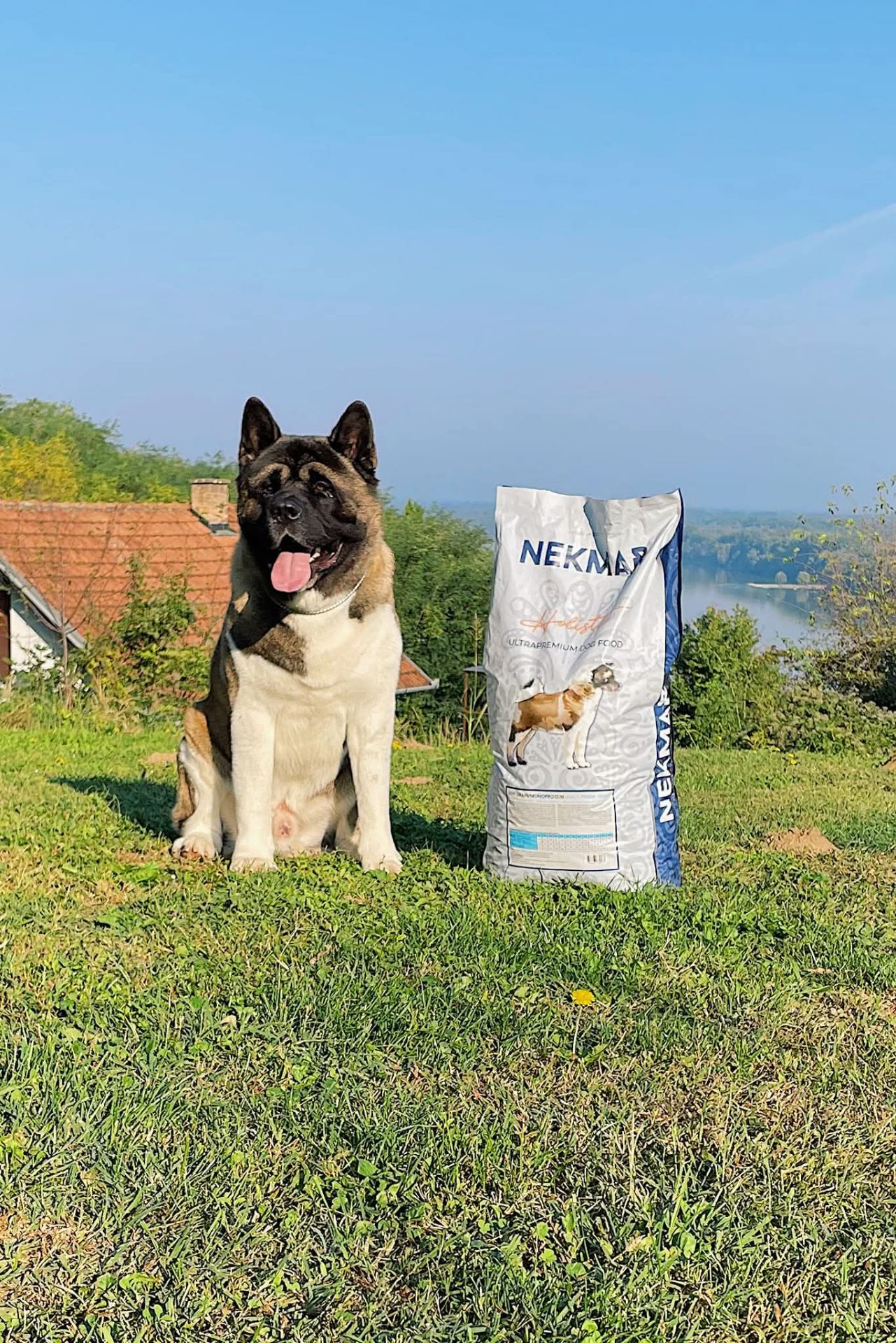 Щенки Американской Акиты