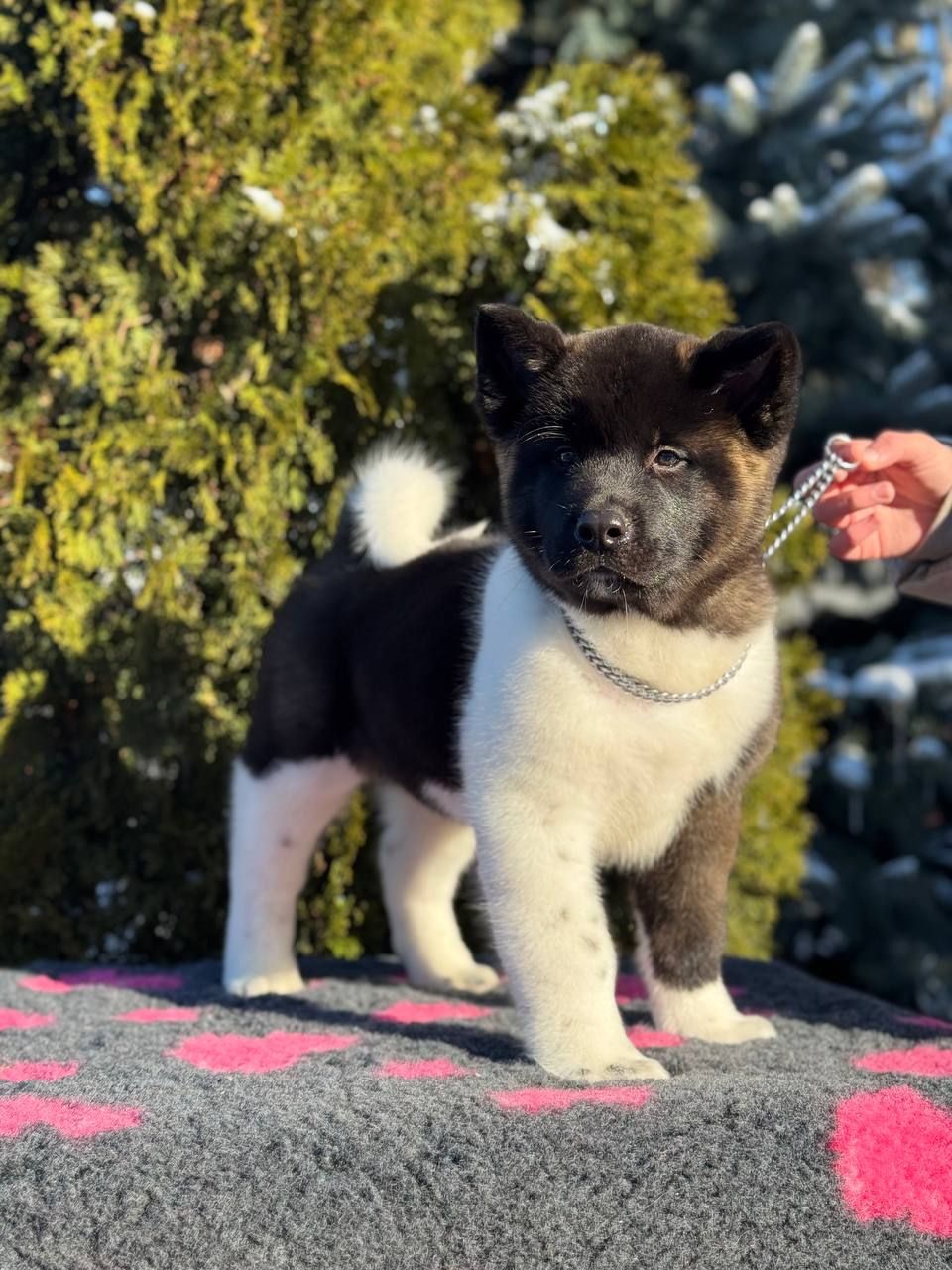 Щенки Американской Акиты