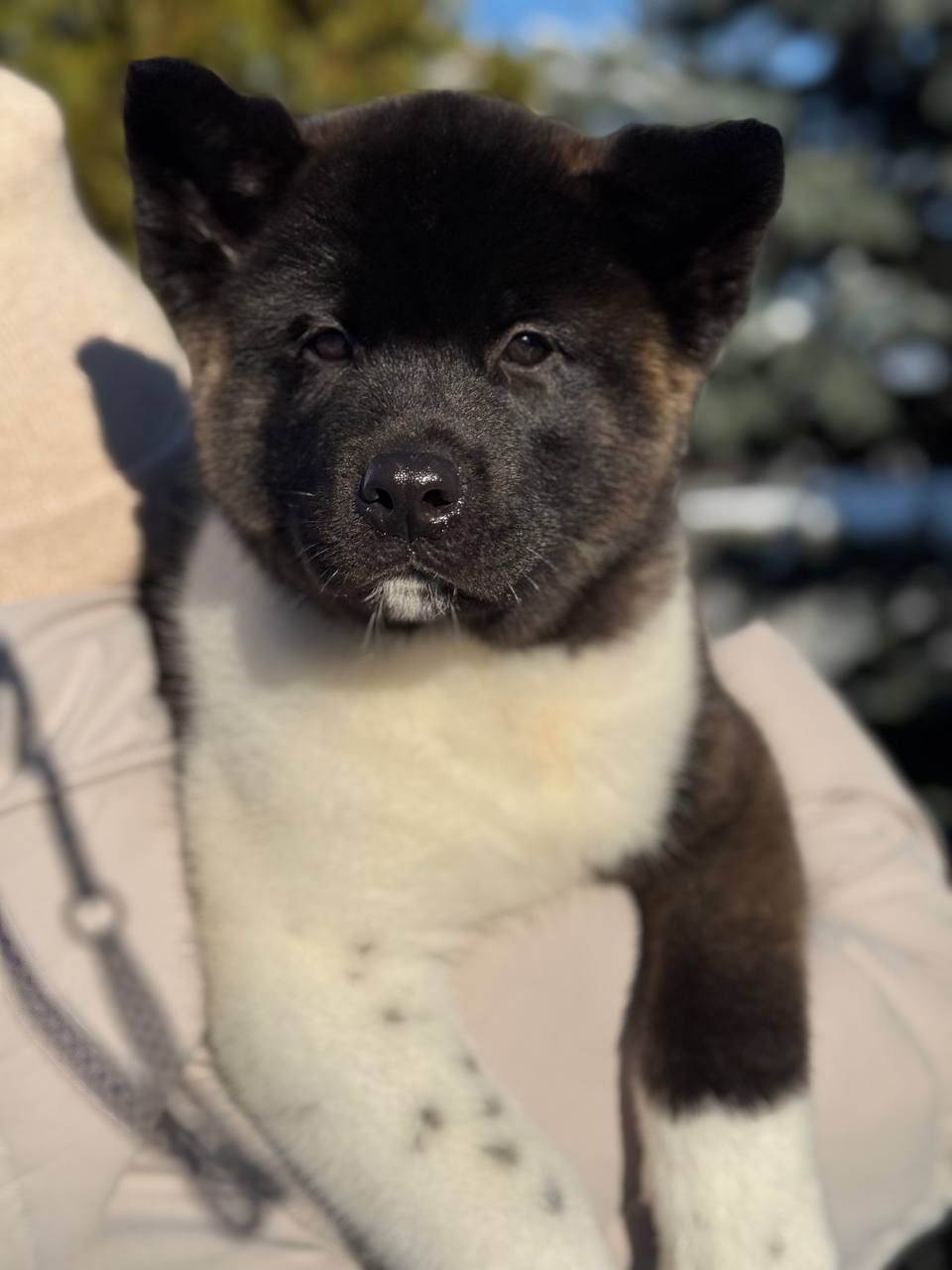 Щенки Американской Акиты