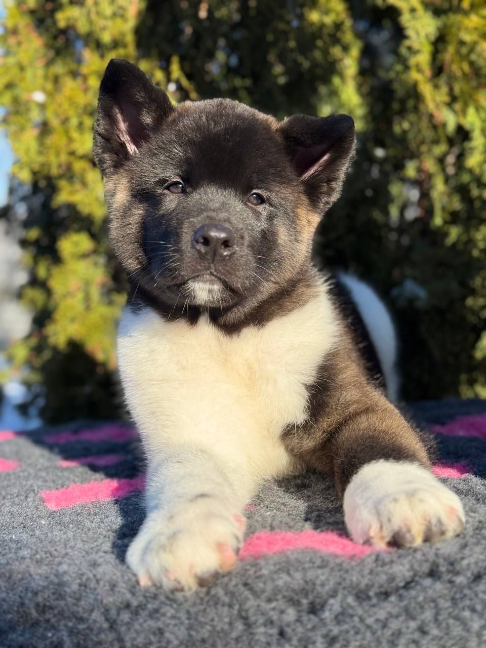 Щенки Американской Акиты