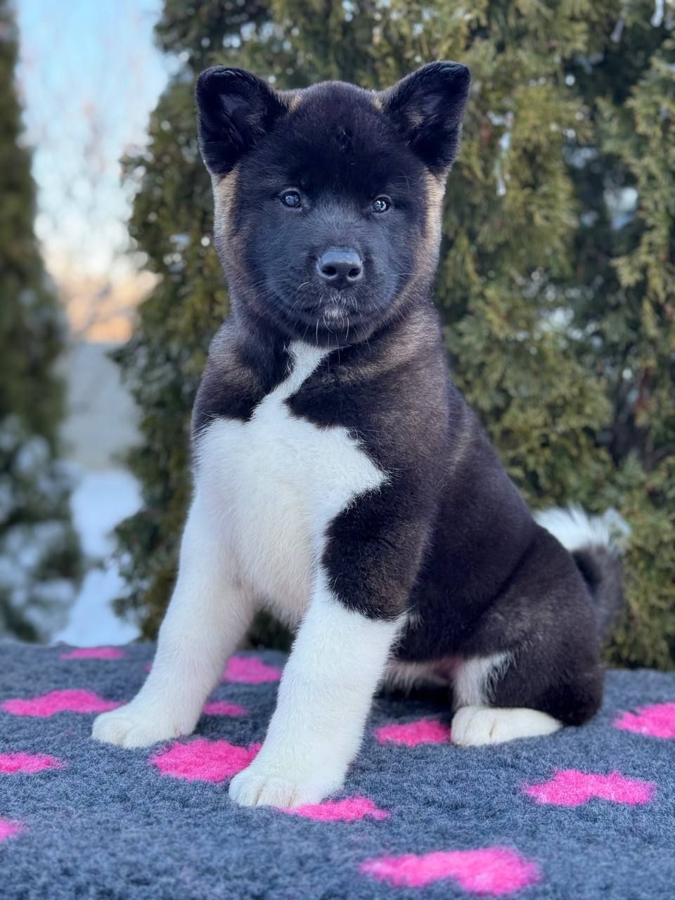 Щенки Американской Акиты