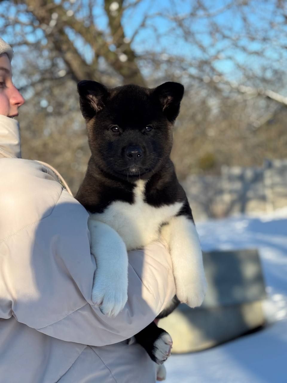 Щенки Американской Акиты