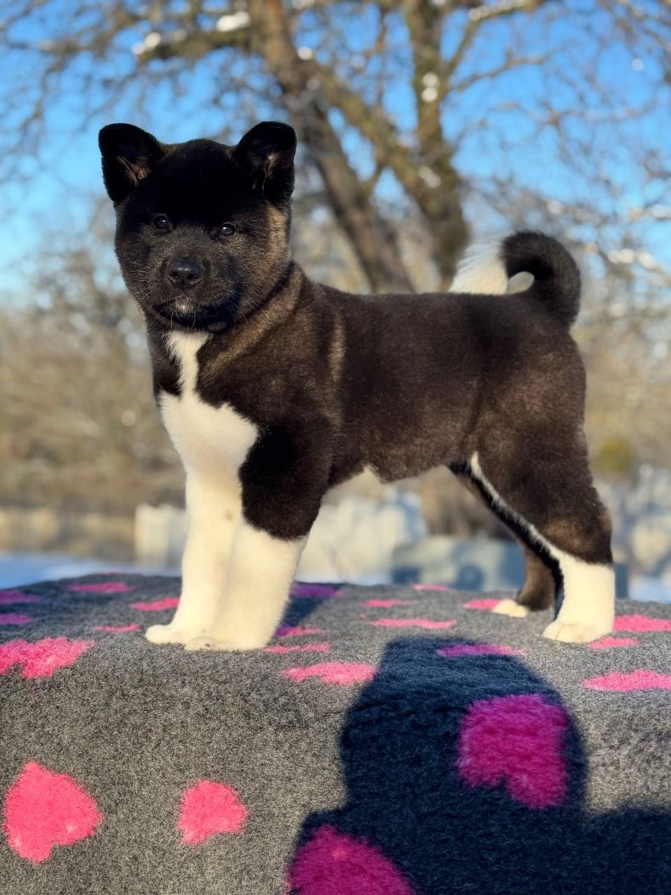 Щенки Американской Акиты