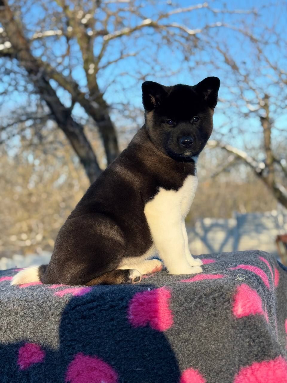 Щенки Американской Акиты