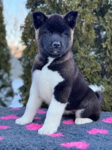 Щенки Американской Акиты