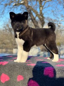 Щенки Американской Акиты