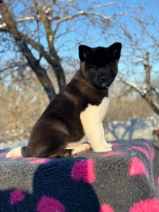 Щенки Американской Акиты