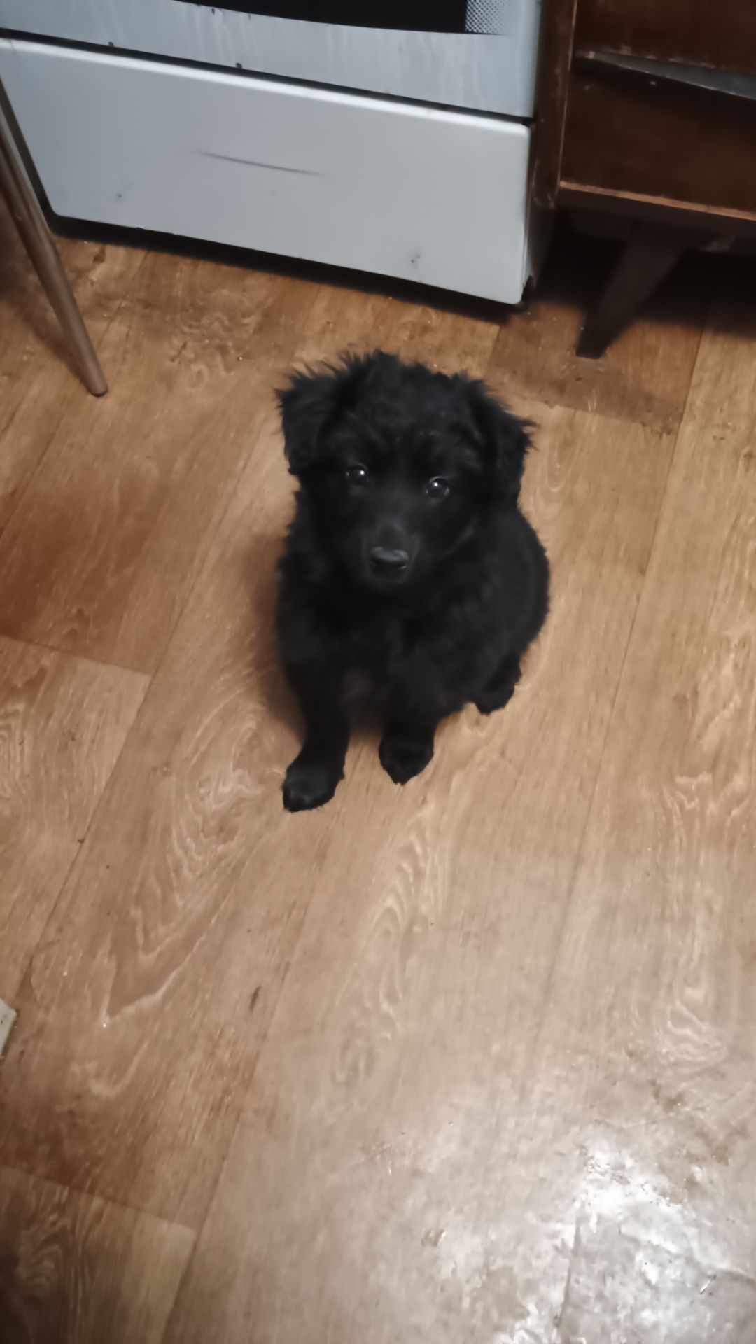 Віддам в добрі руки цуценят