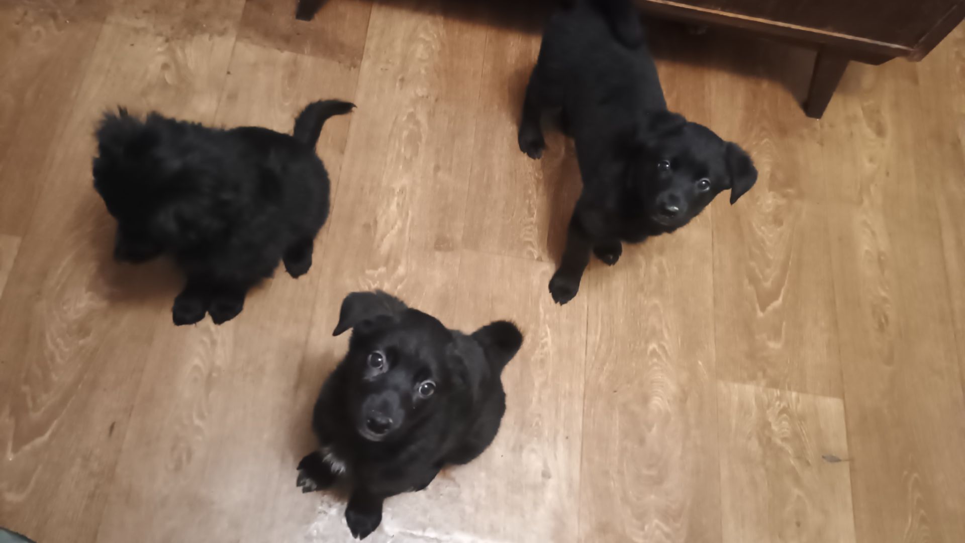 Віддам в добрі руки цуценят