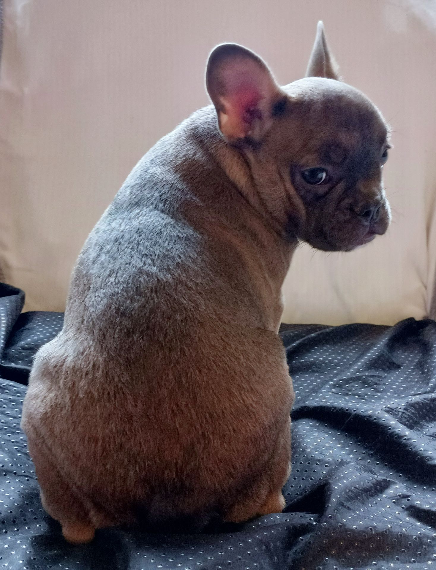 Пухнаста море любові чекає саме Вас