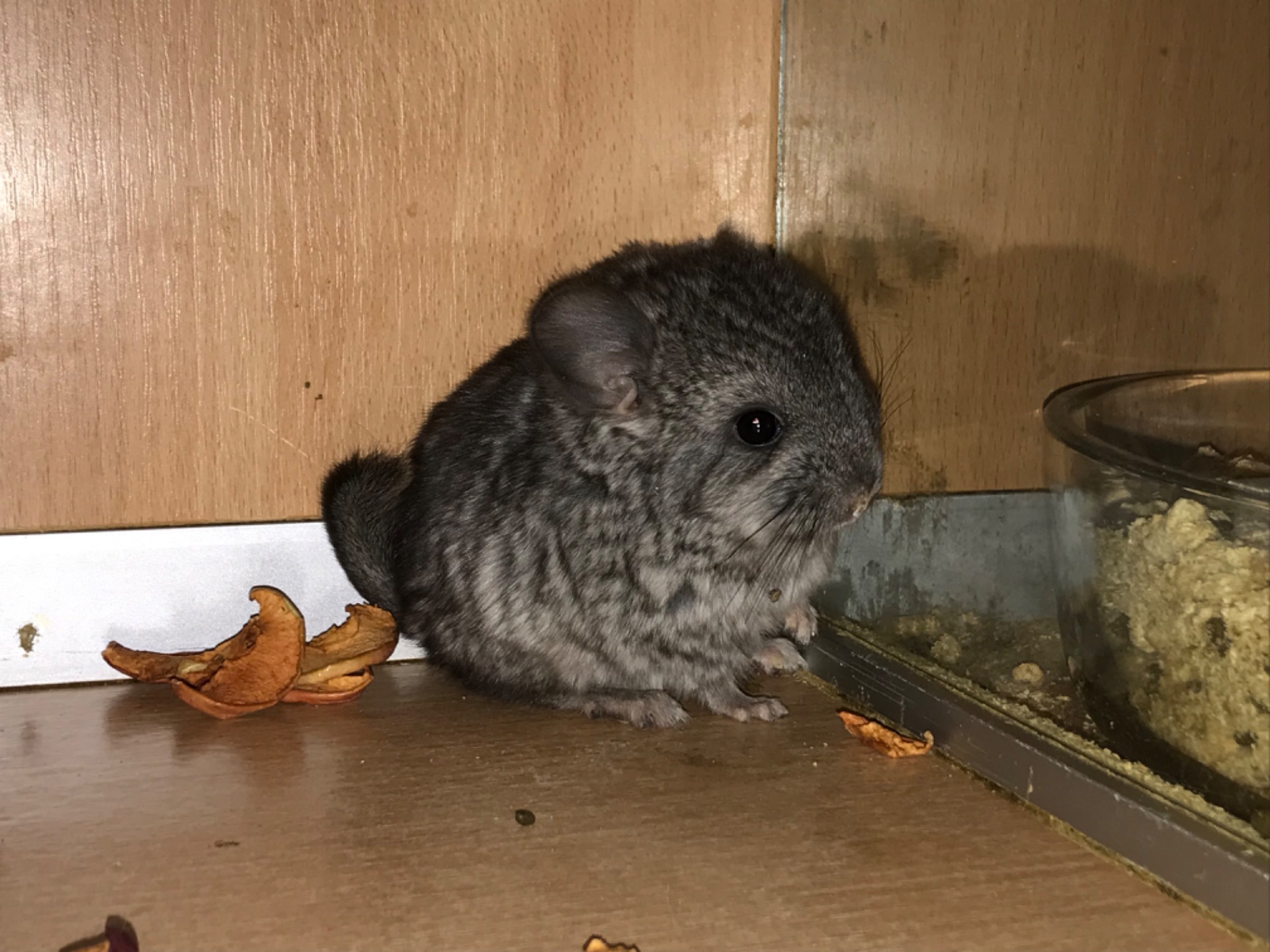 Сестрички шиншили ебоні та біла ебоні носійки фіолету, можливо сапфіру та ангори