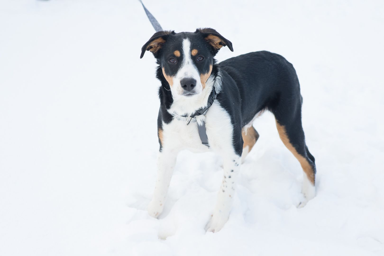 Неймовірний красень, метис зенненхунда шукає родину
