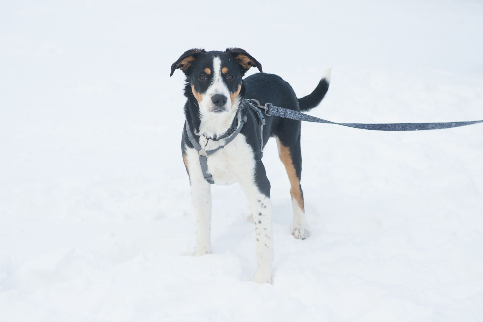 Неймовірний красень, метис зенненхунда шукає родину