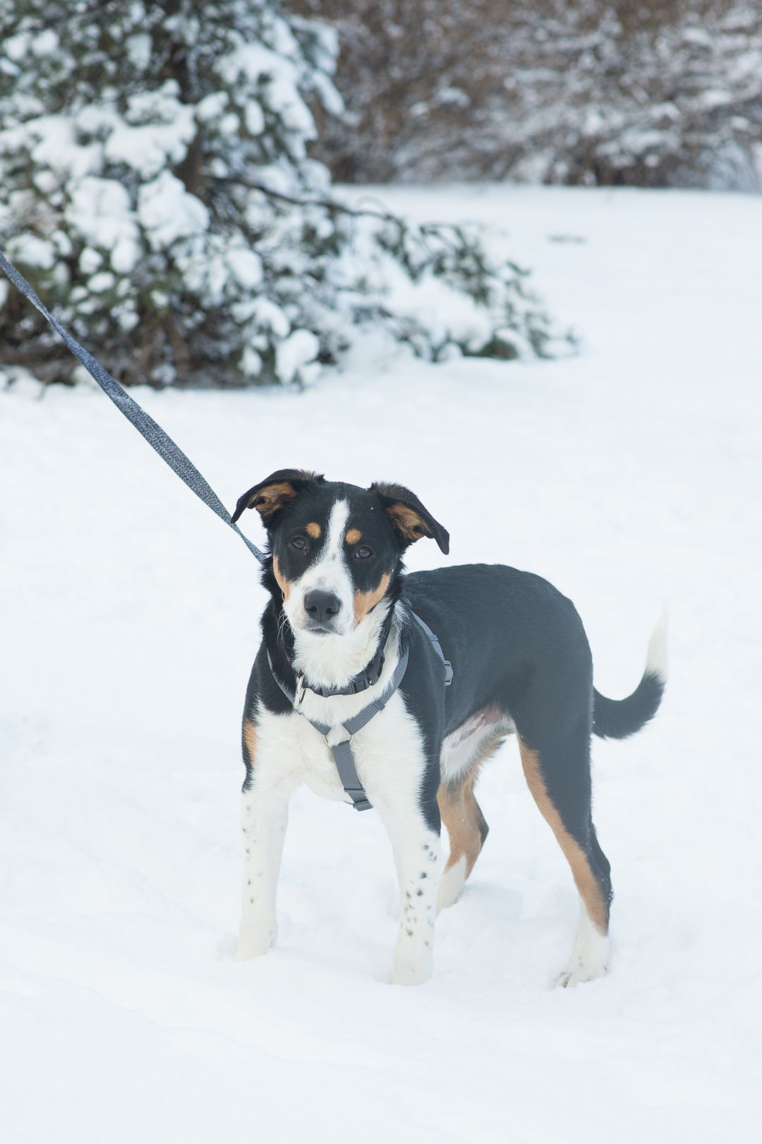 Неймовірний красень, метис зенненхунда шукає родину