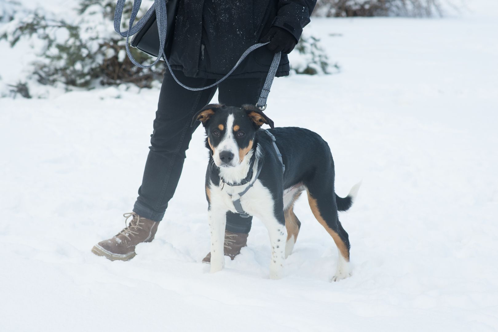 Неймовірний красень, метис зенненхунда шукає родину