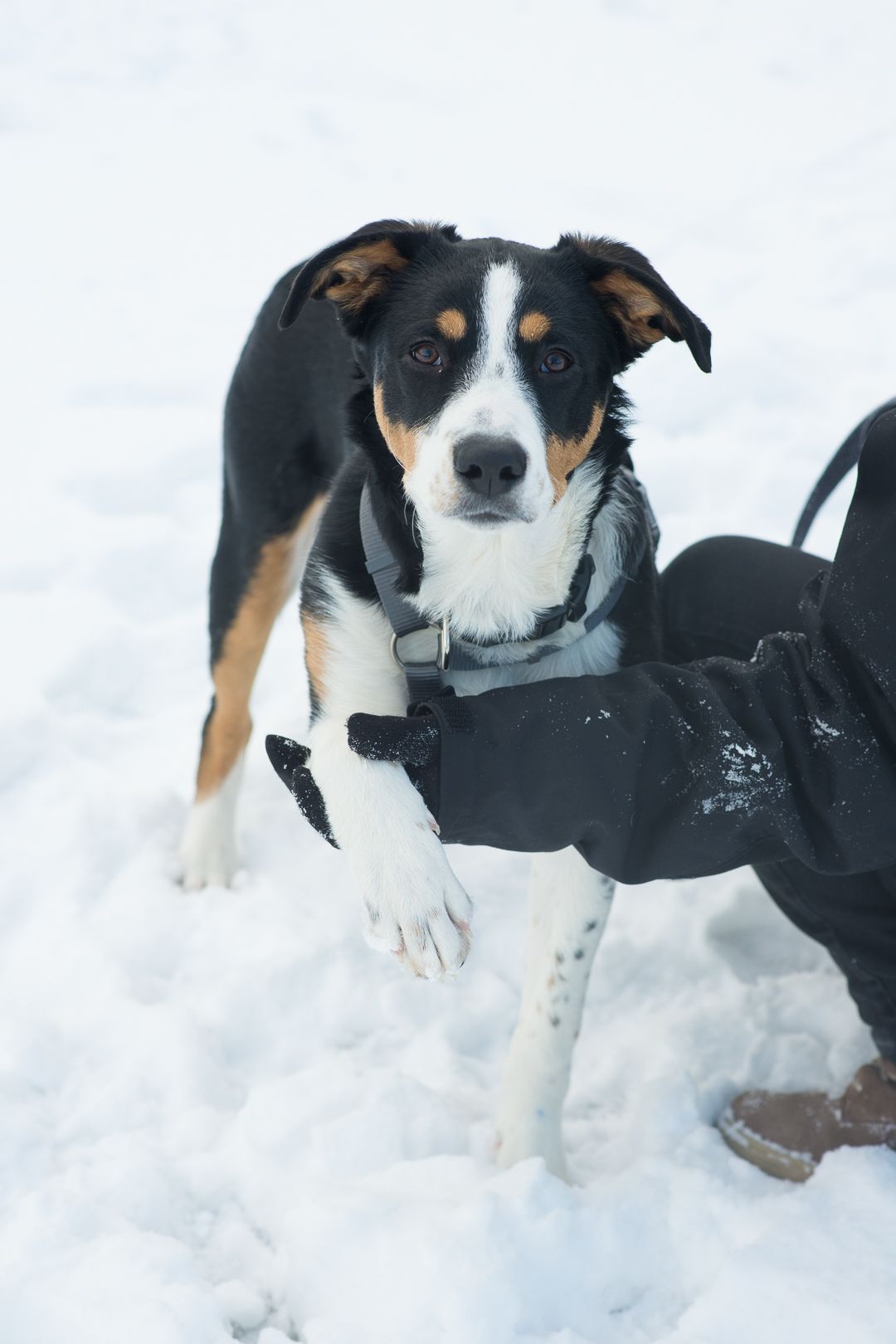 Неймовірний красень, метис зенненхунда шукає родину