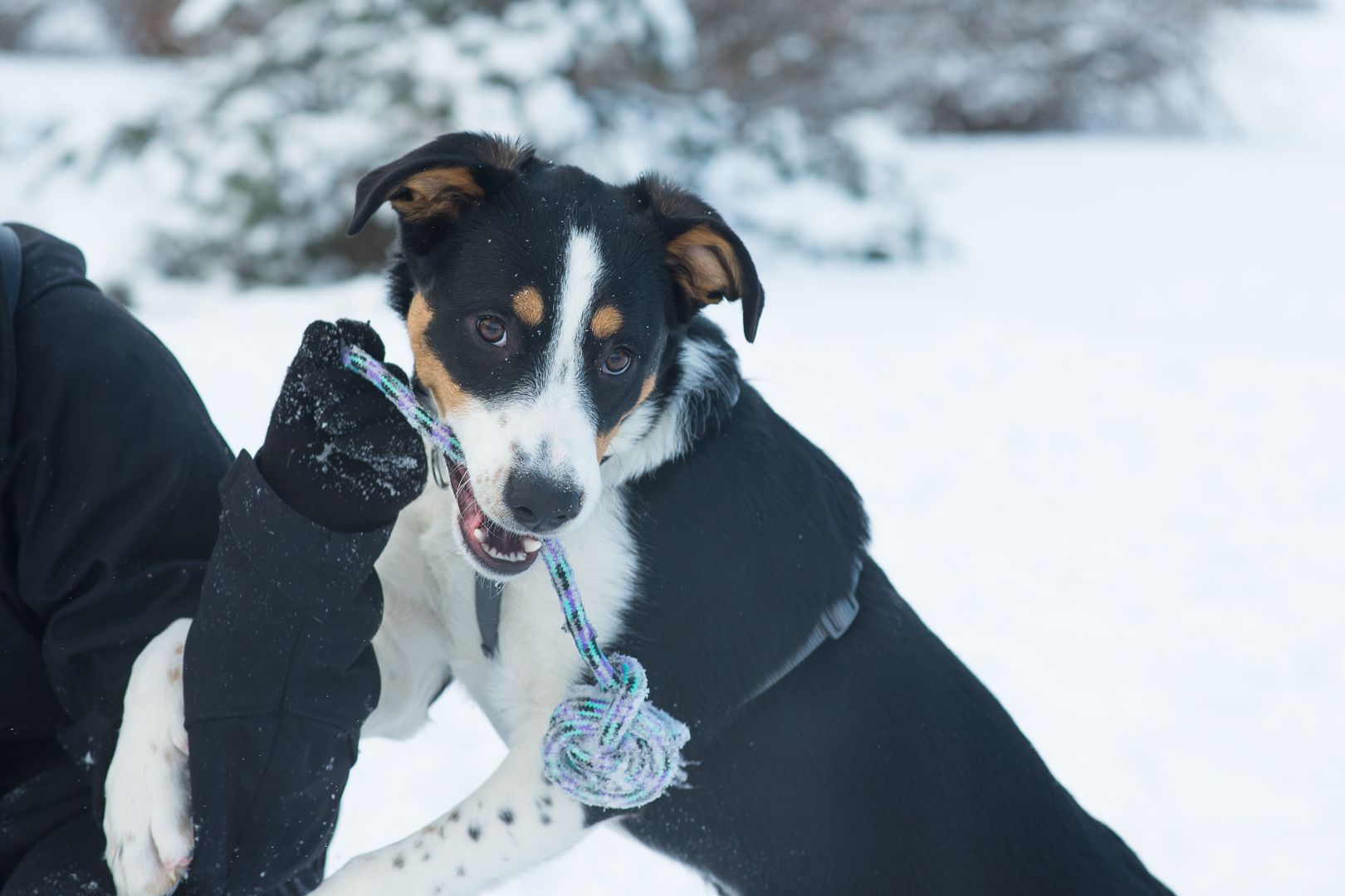 Неймовірний красень, метис зенненхунда шукає родину
