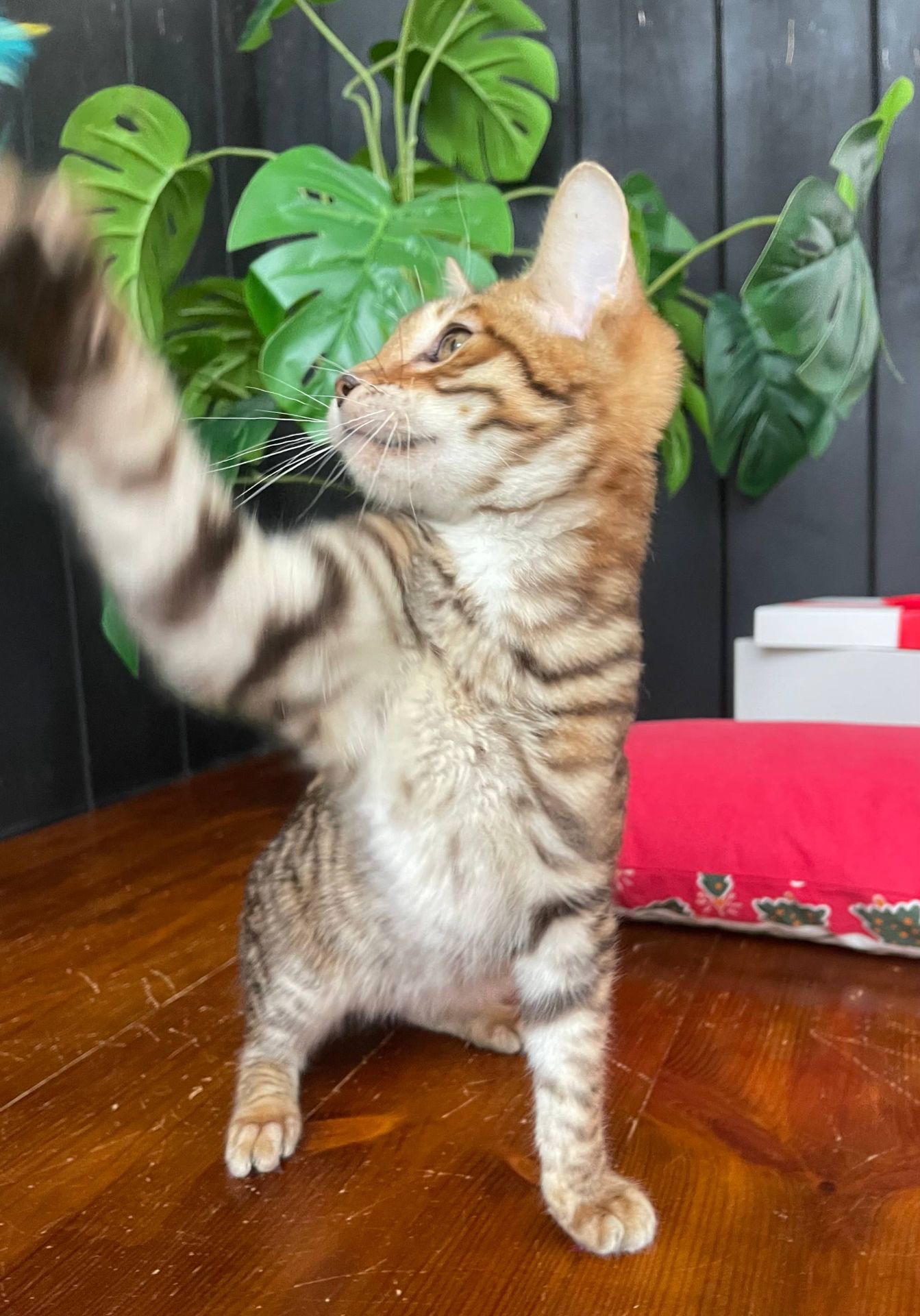 Котик породи Тойгер - Фенікс