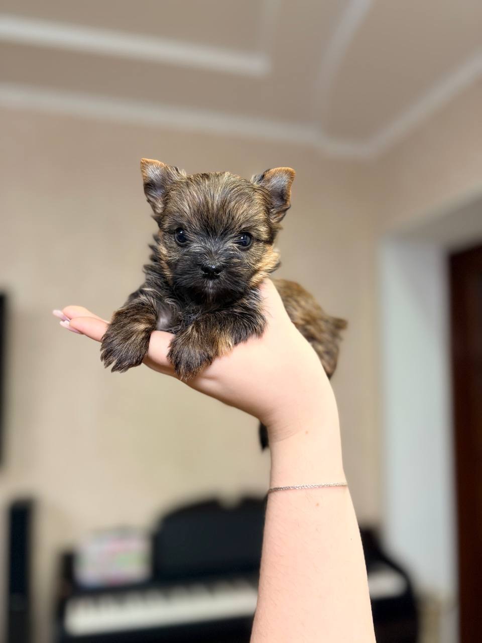 Хлопці голдаст йорка