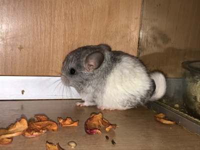 Сестрички шиншили ебоні та біла ебоні носійки фіолету, можливо сапфіру та ангори