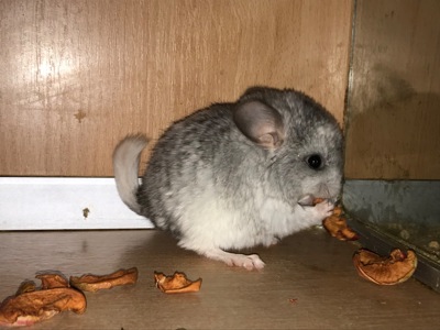 Сестрички шиншили ебоні та біла ебоні носійки фіолету, можливо сапфіру та ангори